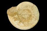 Jurassic Ammonite (Perisphinctes) Fossil - Madagascar #152775-1